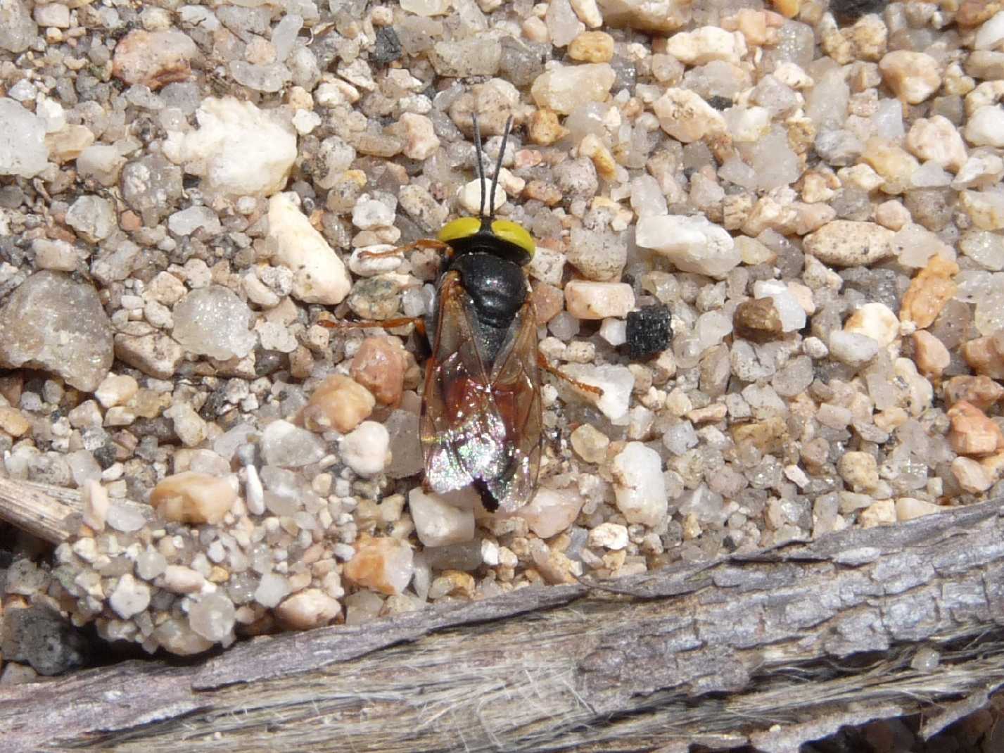 Occhioni di zolfo: Tachysphex incertus rufiventralis